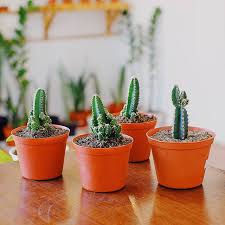 Cactus Start From 20k 50k Waterplants Sirihgading Srigading Tanamanair Houseplants Propagation Indoorplants Indoorjungle Pegagan Cactus K Di 2020 Kaktus