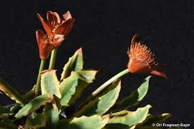 Image result for Scadoxus membranaceus