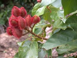 Image result for Bixaceae