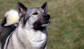 Image result for norwegian elkhound grey