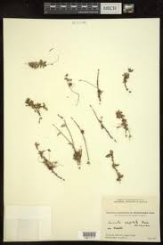 Image result for Cuscuta abyssinica