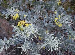 Image result for Acacia podalyriifolia