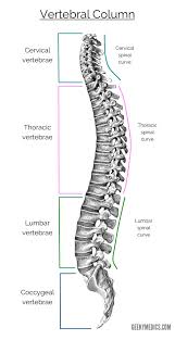 Cervical, thoracic and lumbar vertebrae, pelvic curvature and coccyx, rib facet, intervertebral discs and foramen. The Vertebral Column Bones Of The Spine Geeky Medics