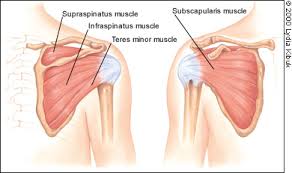 Injury can occur to the tendon as it inserts into the top of the shoulder on the humerus. The Painful Shoulder Part I Clinical Evaluation American Family Physician