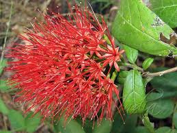 Image result for Combretum