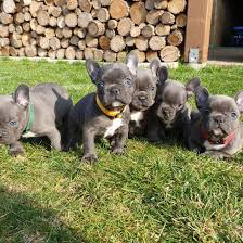 Breeder of rare colored french bulldogs, blue, chocolate, lilac, blue and tan, and standard colors. Terry Blue French Bulldog Puppies Home Facebook