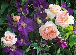 They combine to make classic colour combination and are highly compatible in soil, planting, spring pruning and size requirements for many varieties. A Super Climbing Duo With Clematis The President