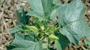 Image result for durman obecný plod