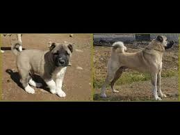 13 Aylik Dev Erciyes 13 Months Old Giant 100 Cm Shoulder Height Kangal Youtube