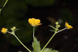 Image result for Ranunculus multifidus