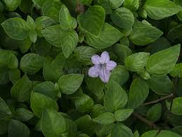 Image result for Ruellia patula
