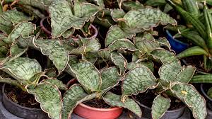 Image result for Sansevieria kirkii