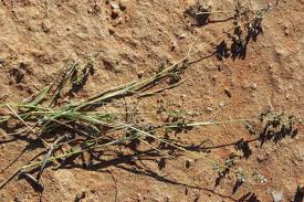 Image result for Eragrostis porosa