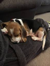 Reddit Beagle Wakes Me Up At 5am So He Can Go Back To Sleep On My Lap Thanks Woody Beagles Beagle Puppy Beagle Dog Cute Animals