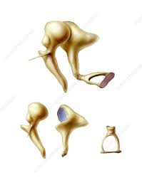 There are 21 inner ear bones for sale on etsy, and they cost 34,97 $ on average. Middle Ear Bones Stock Image P434 0091 Science Photo Library