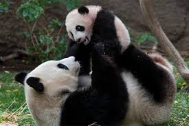 It takes 28 pounds of bamboo to satisfy a giant panda's daily dietary needs, and it. Giant Panda San Diego Zoo Animals Plants