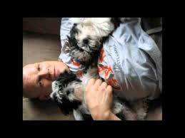 Wwe Kane Glenn Jacobs With His Dogs Wwe Kane Wwe Dog Match