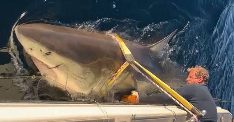 World's biggest great white shark swims towards popular beach | Irish Star