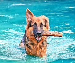 porody sobak foto s nazvaniyami vybiraem druga po dushe porody sobak sobaki malenkie porody sobak