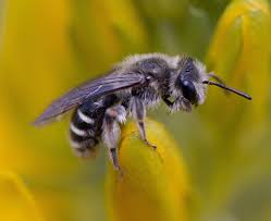 Here are some suitable native plants that are grouped based on the flowering season to get you started. Know Your Desert Pollinators And The Plants They Rely On By Mojave Desert Land Trust Age Of Awareness Medium