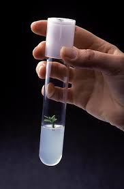 Wollemi Pine Micro Propagation Plant Tissue Plant Experiments Unusual Plants