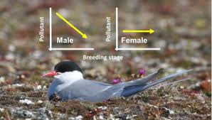 They are also quite small which is easy to tell when you see them mixed in with other terns such as the common tern. Arctic Cleansing Diet Sex Specific Variation In The Rapid Elimination Of Contaminants By The World S Champion Migrant The Arctic Tern Sciencedirect