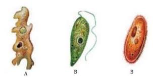 Apa keuntungan dari mengambil jurusan perikanan? Soal Pilihan Ganda Jawabannya Biologi Kelas 10 Bab 6 Protista Sekolahmuonline Com Sekolahmuonline