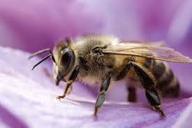Still, if the bees establish a hive near a home or garden they can become a nuisance and there are ways to get rid of bumble bees naturally, without using toxic. How To Get Rid Of Bees Around Your House House I Love
