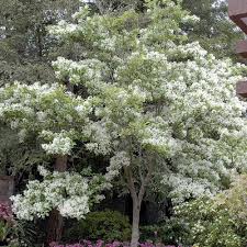 Image result for Chionanthus foveolatus