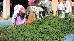 Pepper farmers in Karnataka expecting sharp decline in output this year -  The Hindu