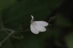 Image result for Rhinacanthus zambesiacus