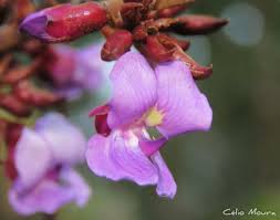 Image result for Macropsychanthus