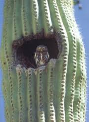 Well, that depends on the kind of cactus (there are currently some 2′200 identified species) and. Blue Planet Biomes Cactus Ferruginous Pygmy Owl
