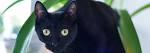 Bombay Cat Characteristics and Personality | MyBombayCat