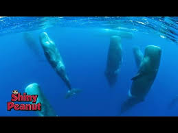 Paus sperma atau paus kepala kotak (physeter macrocephalus) adalah hewan terbesar dalam kelompok paus bergigi sekaligus hewan bergigi terbesar di dunia. Misterius Beginilah Cara Tidur Paus Sperma Yang Mengagumkan Youtube
