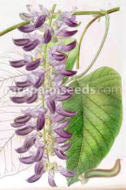 Image result for Mucuna