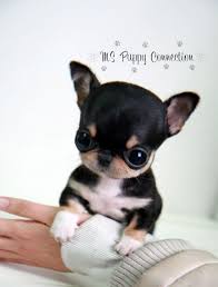 20 Chiens Absolument Minuscules Et Absolument Craquants Vous Allez Vite Les Adopter Tout Petit Chien Animaux Adorables Bebe Animaux Mignon