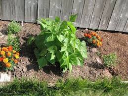 Growing blue lake stringless pole beans is easy, simply sow seeds outdoors in an area that sees full sun after all danger of frost has passed. The Franz Mostly Edible Garden Blue Lake Bush Beans Observations Blue Lake Bush Beans Edible Garden Easy Garden