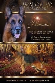 Von Calvo German Shepherds German Shepherd Breeders German Shepherd German Shepherd Dogs