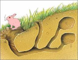 Rabbit Burrow Google Search Funny Wild Animals Rabbit Burrow Winter Animals