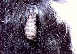 Warble Fly Hypoderma Bovis From Vetstream Definitive Veterinary Intelligence