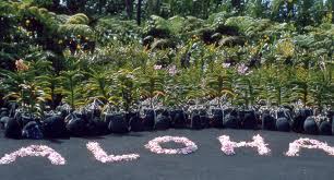 Maybe you would like to learn more about one of these? Aloha Wikipedia
