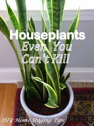 The Best Easy Care Indoor Plants For Homestaging Homestagingtips Easy Care Indoor Plants Indoor Plants Easy Plants Indoor Design