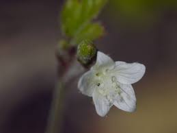 Image result for Hibiscus lobatus