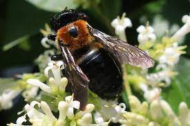 Enter your zip code & get started! Burnt Orange Carpenter Bee Xylocopa Virginica Bugguide Net