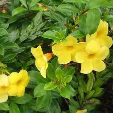 Image result for Allamanda schottii