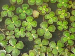 Image result for Marsilea farinosa