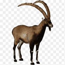 The official twitter page of animal planet. Antelope Alpine Ibex Pyrenean Ibex Goat Walia Ibex Goat Animals Cow Goat Family Png Pngegg