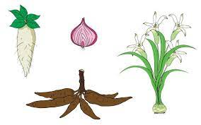 Jun 22, 2021 · berita semasa 22 jun 2021 pembangkang menganggap kerajaan perikatan nasional tumbang apabila desakan telahpun dibuat oleh umno. Tuliskan Persamaan Dan Perbedaan Umbi Batang Umbi Lapis Dan Umbi Akar Kunci Jawaban Tema 1 Kelas 3 Sd Dan Mi Kabar Lumajang