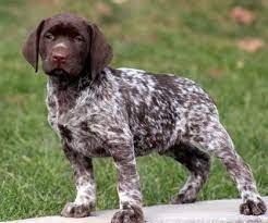 Check spelling or type a new query. Pin By Rebecca Ducharme On Love German Shorthaired Pointer Puppies German Shorthaired Pointer Dog Pointer Puppies